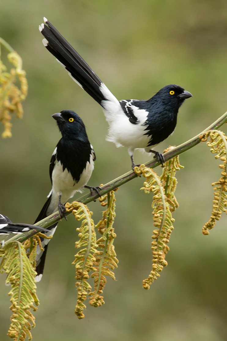 MAGPIE_TANAGER_07.jpg
