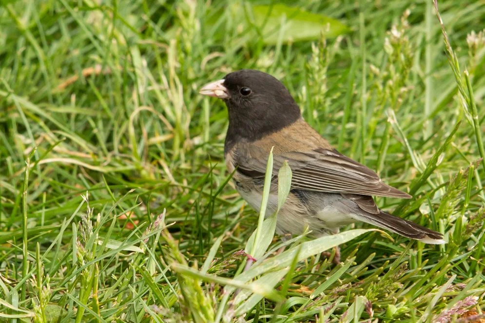 DARK-EYED JUNCO