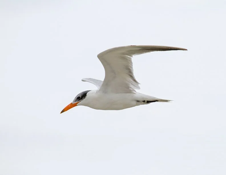 CASPIAN TERN