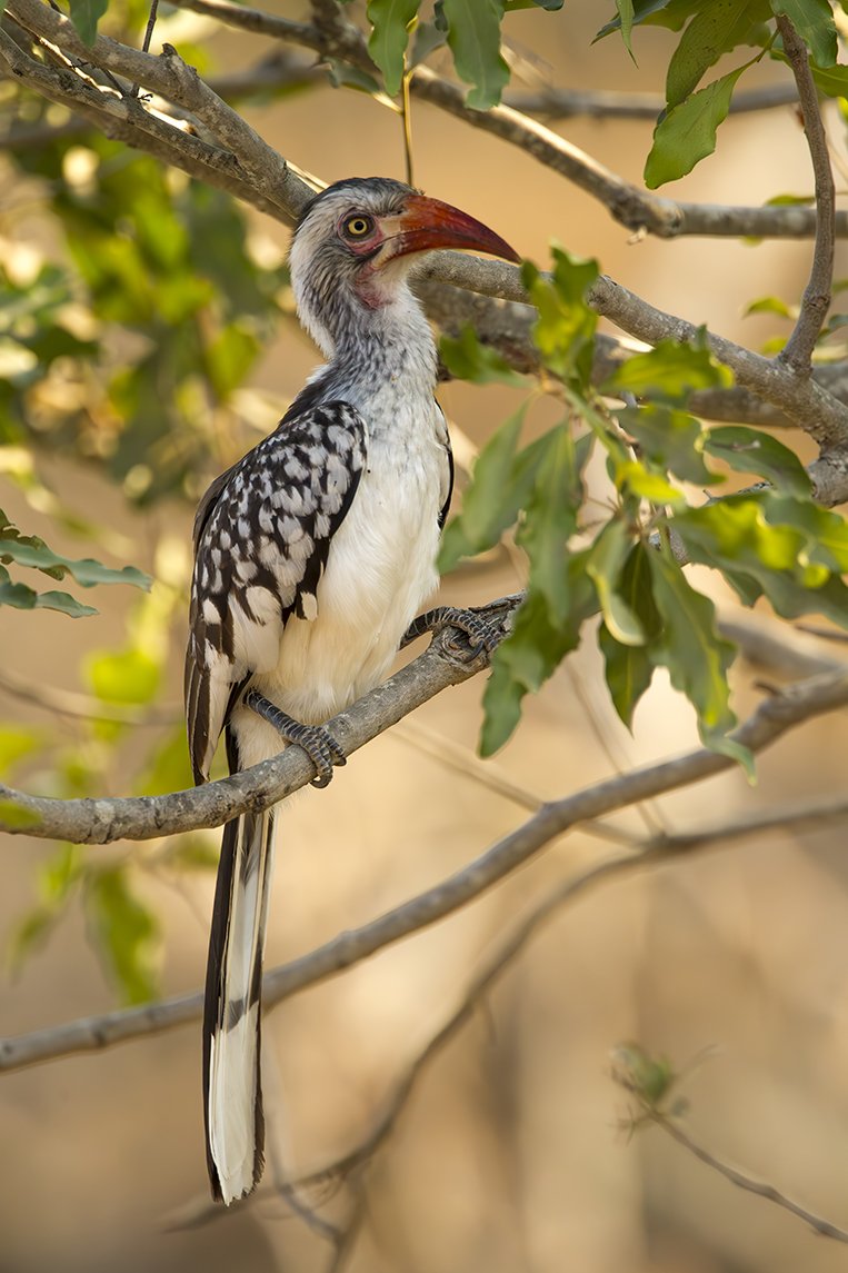 SOUTHERN_RED_BILLED_HORNBILL_02.jpg