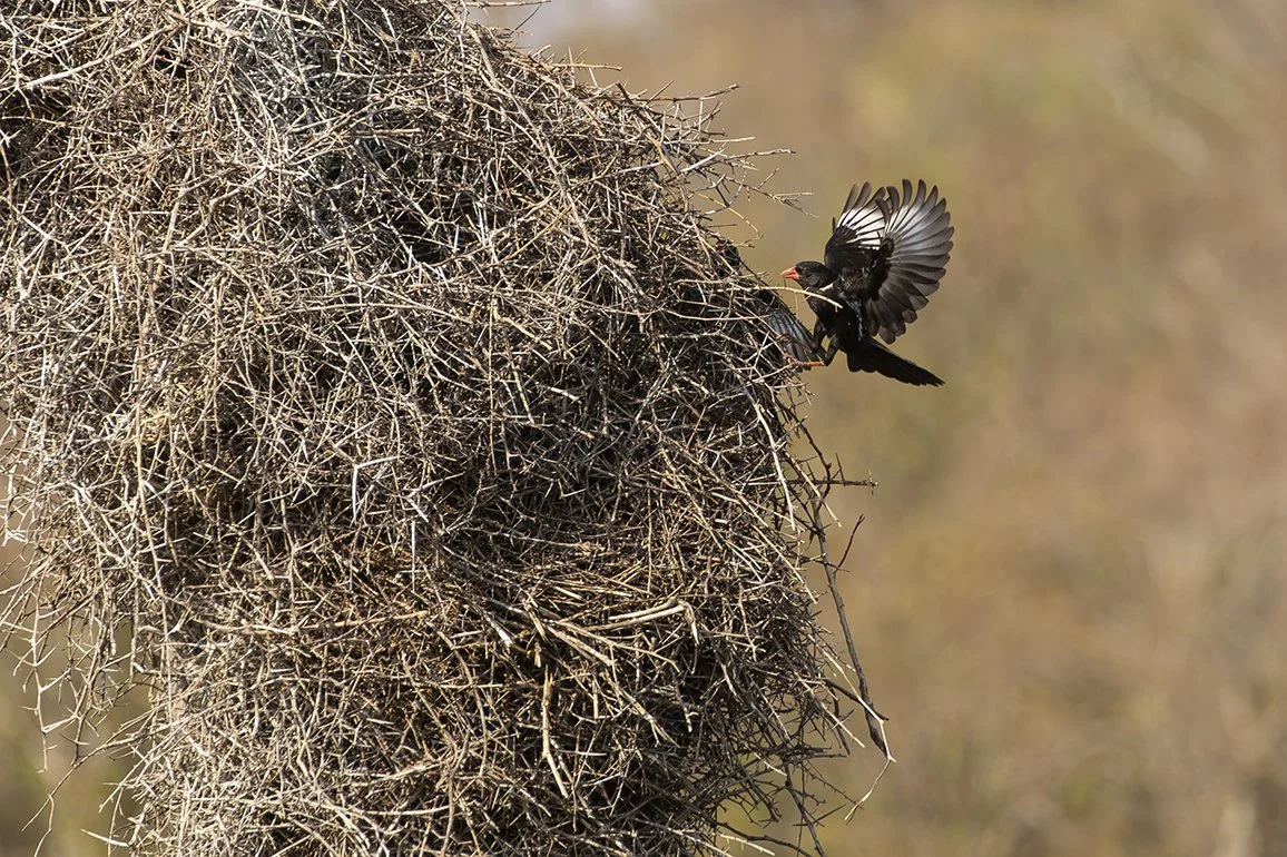 RED-BILLED BUFFALO WEAVER
