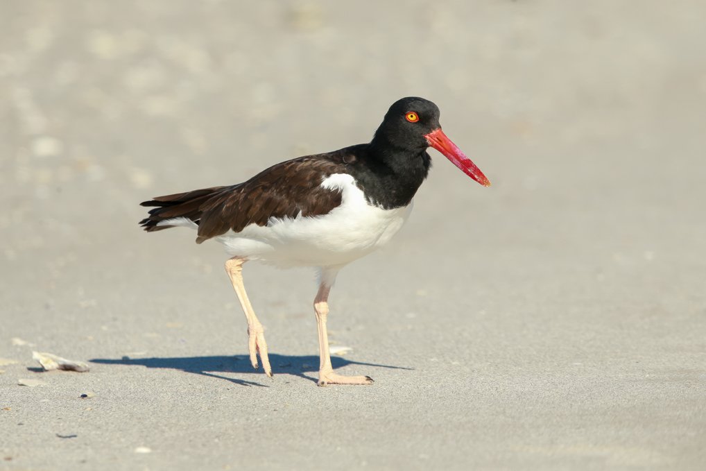 AMERICAN OYSTERCATCHER