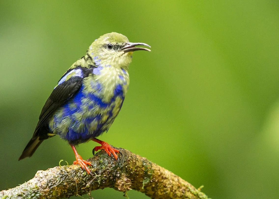 RED_LEGGED_HONEYCREEPER_03.jpg