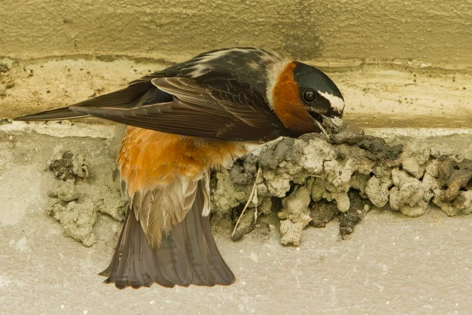 CLIFF SWALLOW