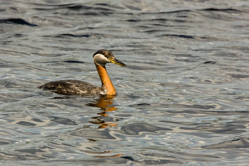 RED-NECKED GREBE