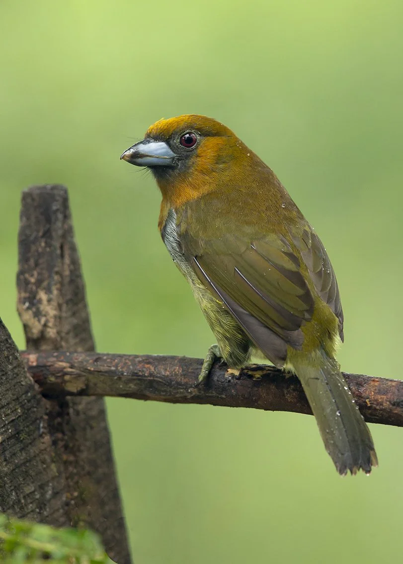 PRONG-BILLED BARBET