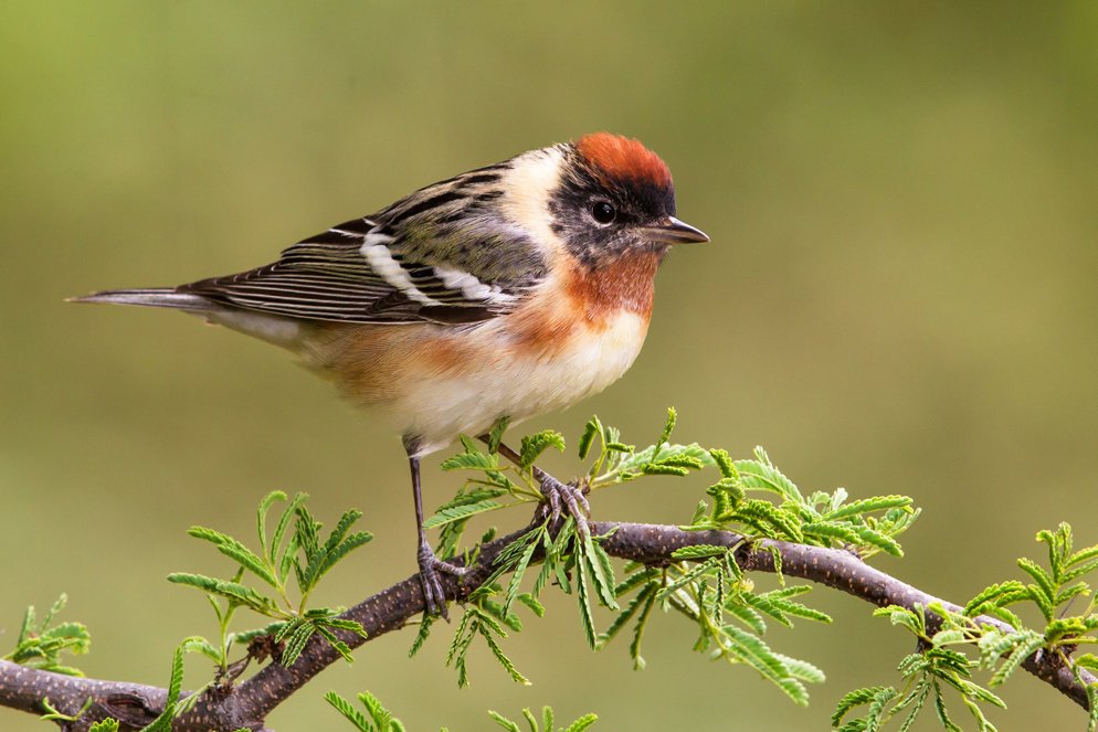 BAY-BREASTED WARBLER