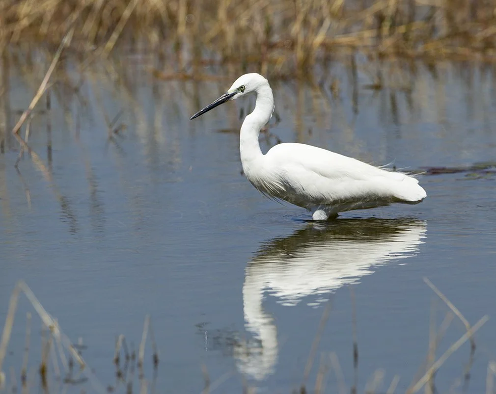 LITTLE EGRET