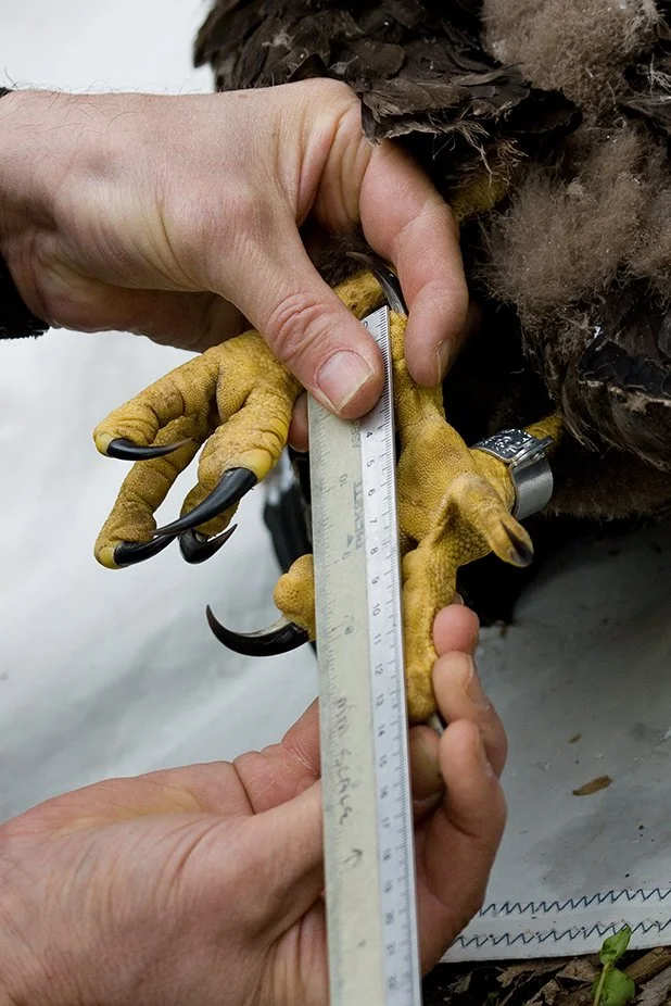 BALD_EAGLE_CONSERVATION_09.jpg