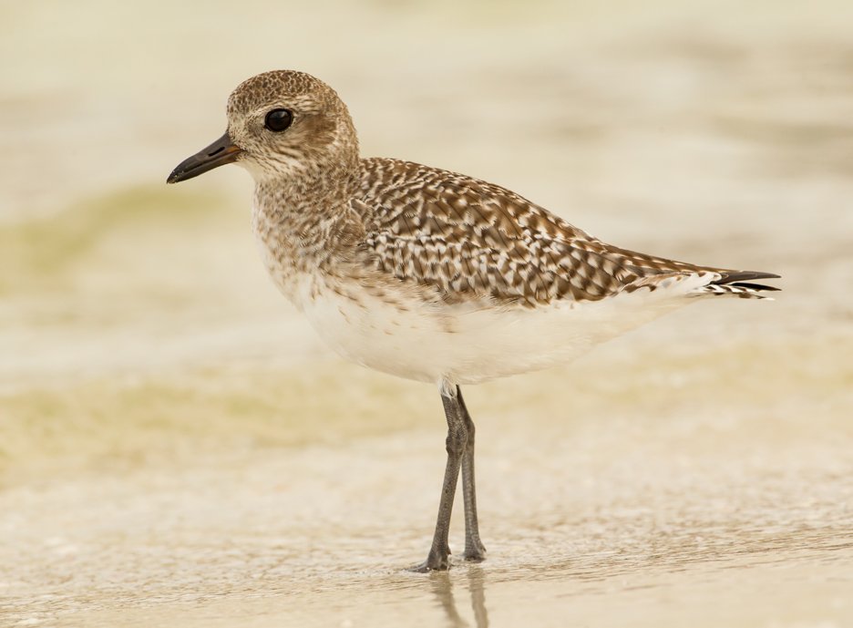 BLACK BELLIED PLOVER
