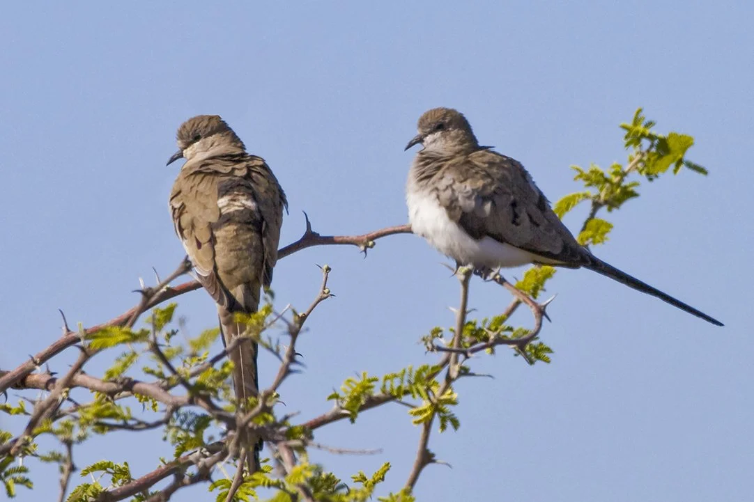 NAMAQUA_DOVE_03.jpg