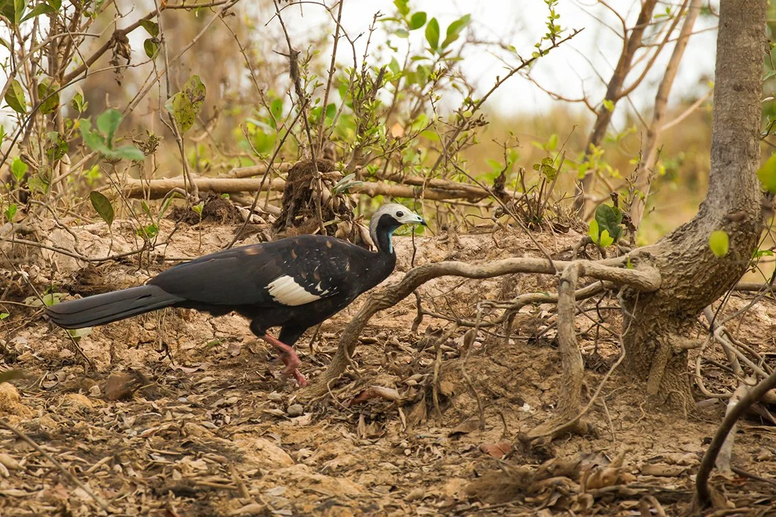 PIPING_GUAN_03.jpg