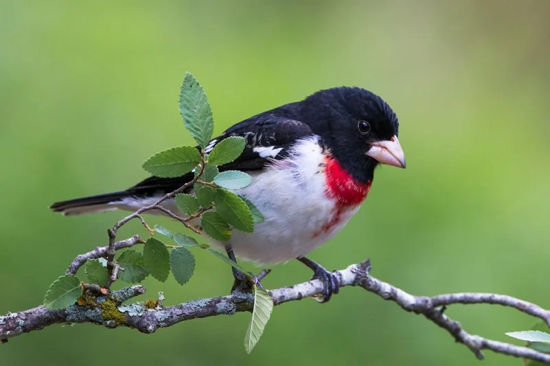 ROSE-BREASTED GROSBEAK