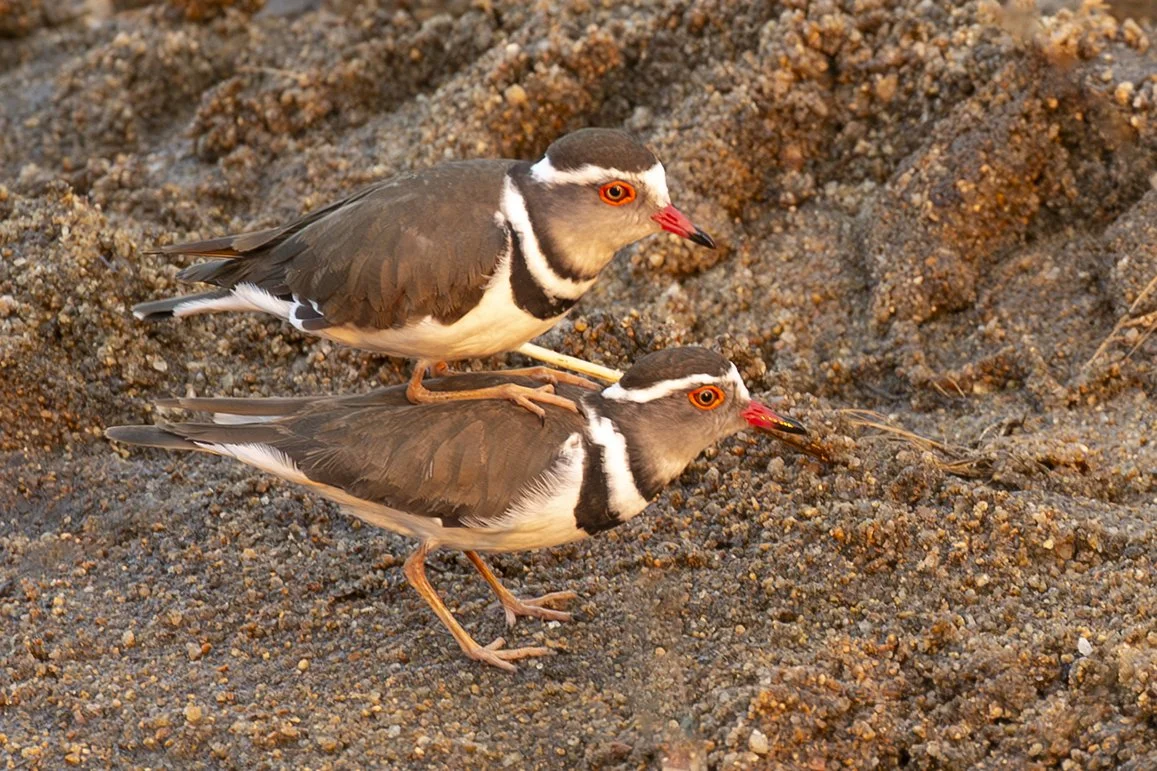 THREE_BANDED_PLOVER_02.jpg