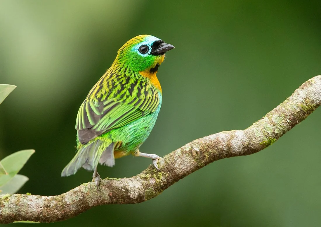 BRASSY-BREASTED TANAGER