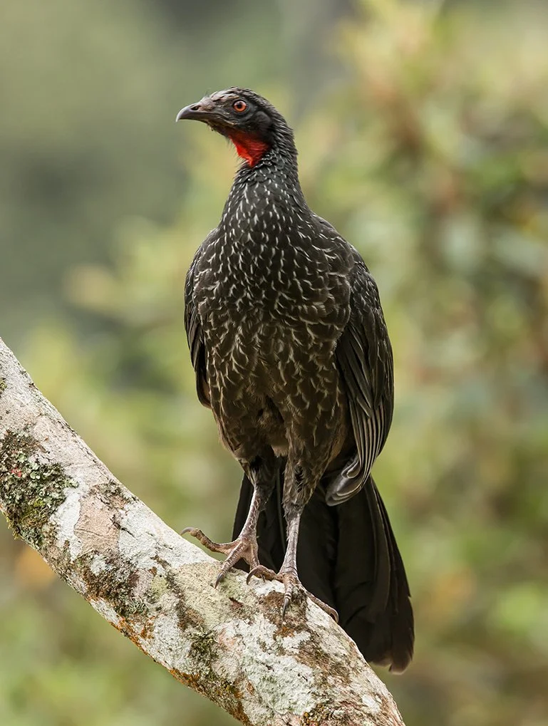 DUSKY-LEGGED GUAN