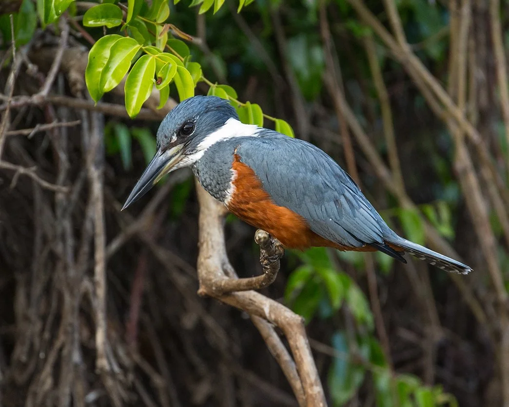 RINGED_KINGFISHER_10.jpg