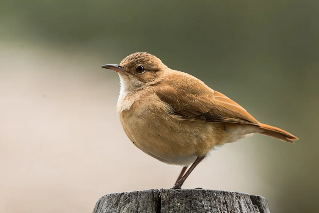 RUFOUS HORNERO