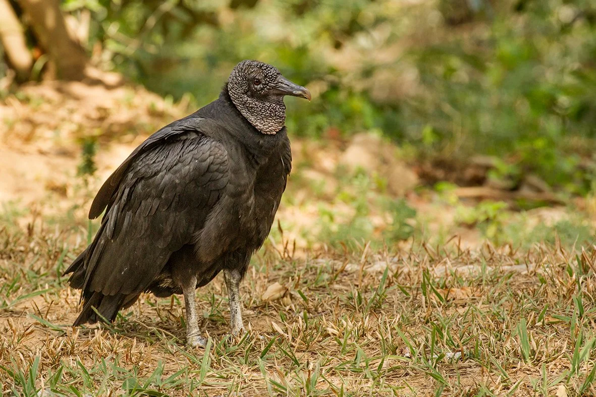 BLACK VULTURE