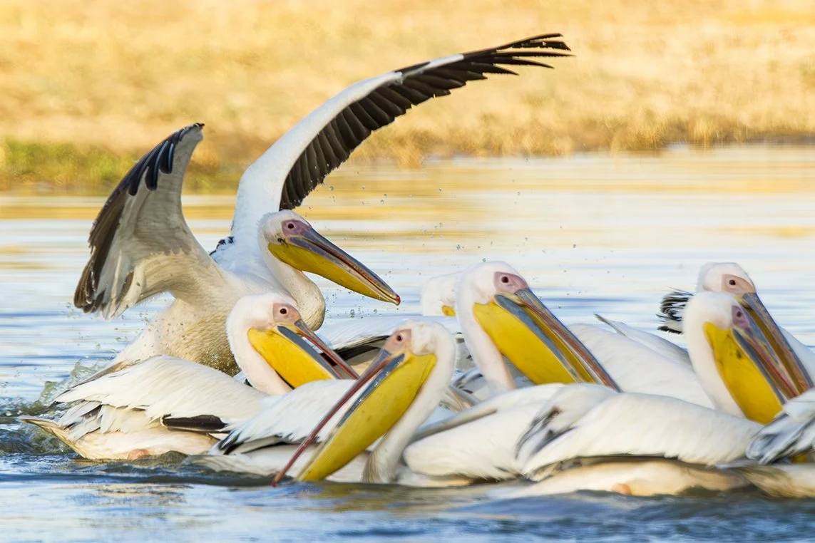 GREAT_WHITE_PELICAN_03.jpg