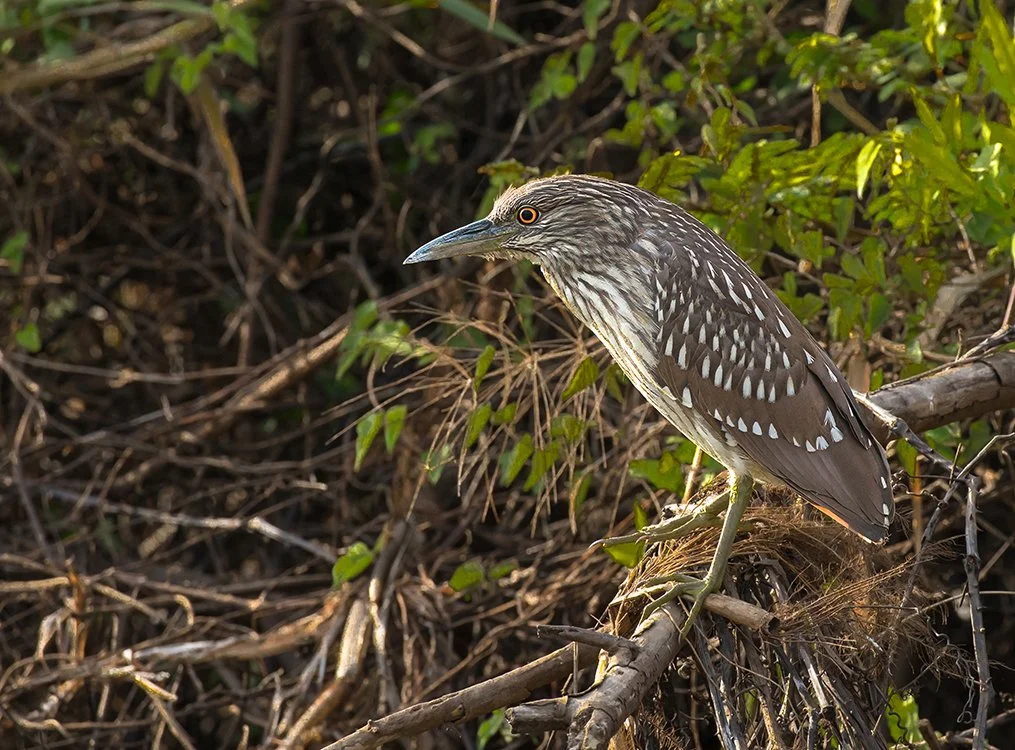 BLACK_CROWNED_NIGHT_HERON_04.jpg