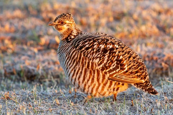 GREATER PRAIRIE CHICKEN
