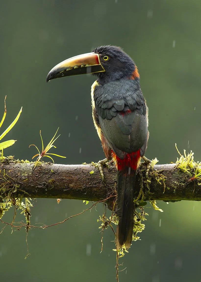 COLLARED_ARACARI_03.jpg