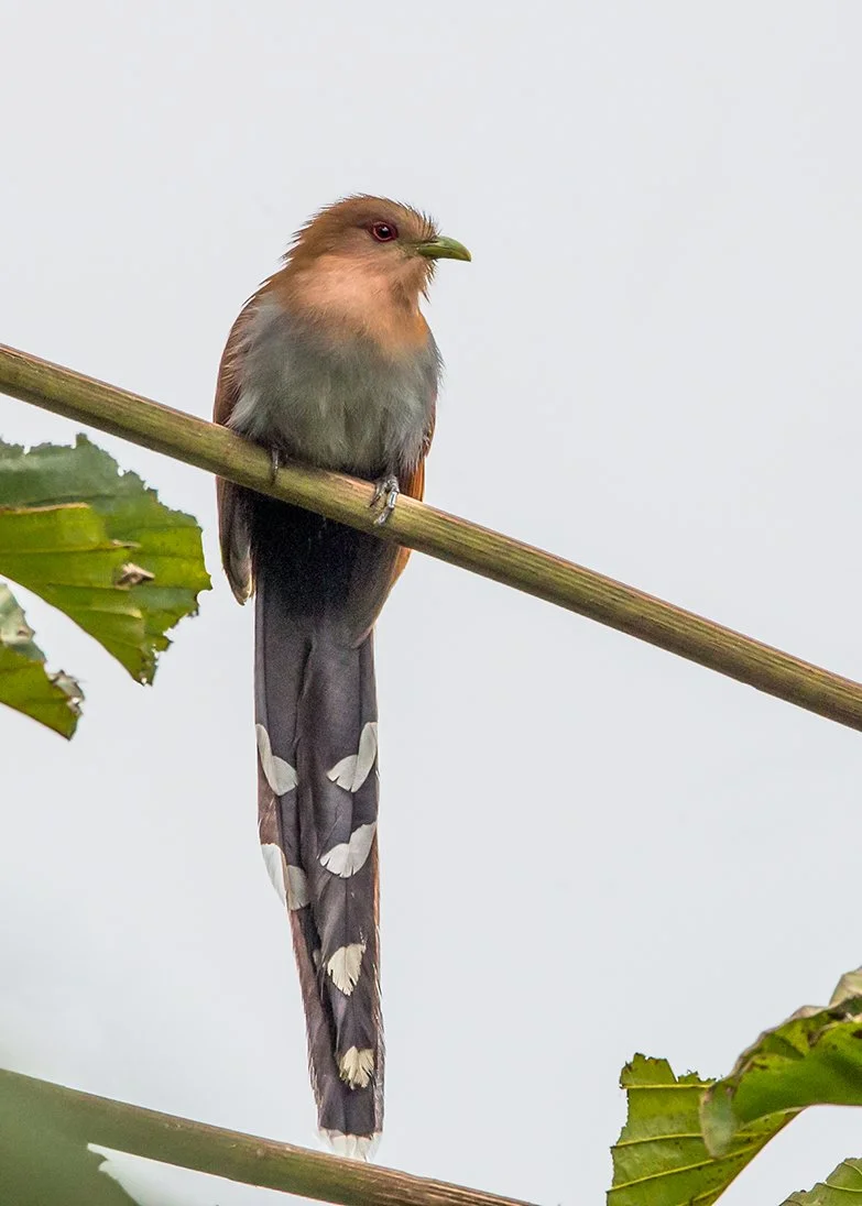 SQUIRREL_CUCKOO_02.jpg