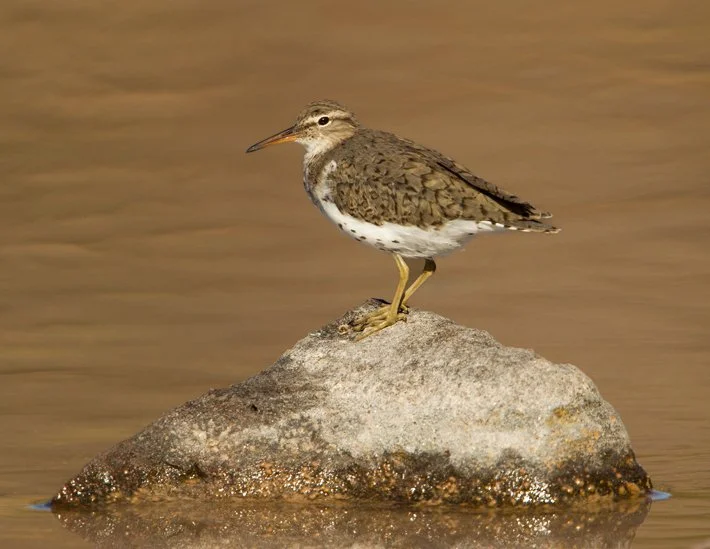 SPOTTED SANDPIPER