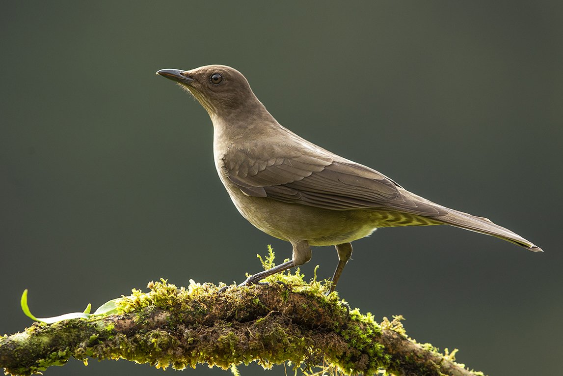 MOUNTAIN THRUSH