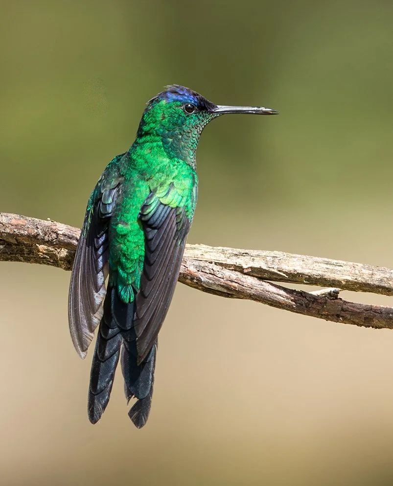 VIOLET_CAPPED_WOODNYMPH_03.jpg