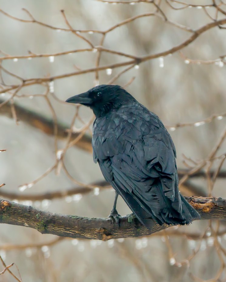 AMERICAN CROW