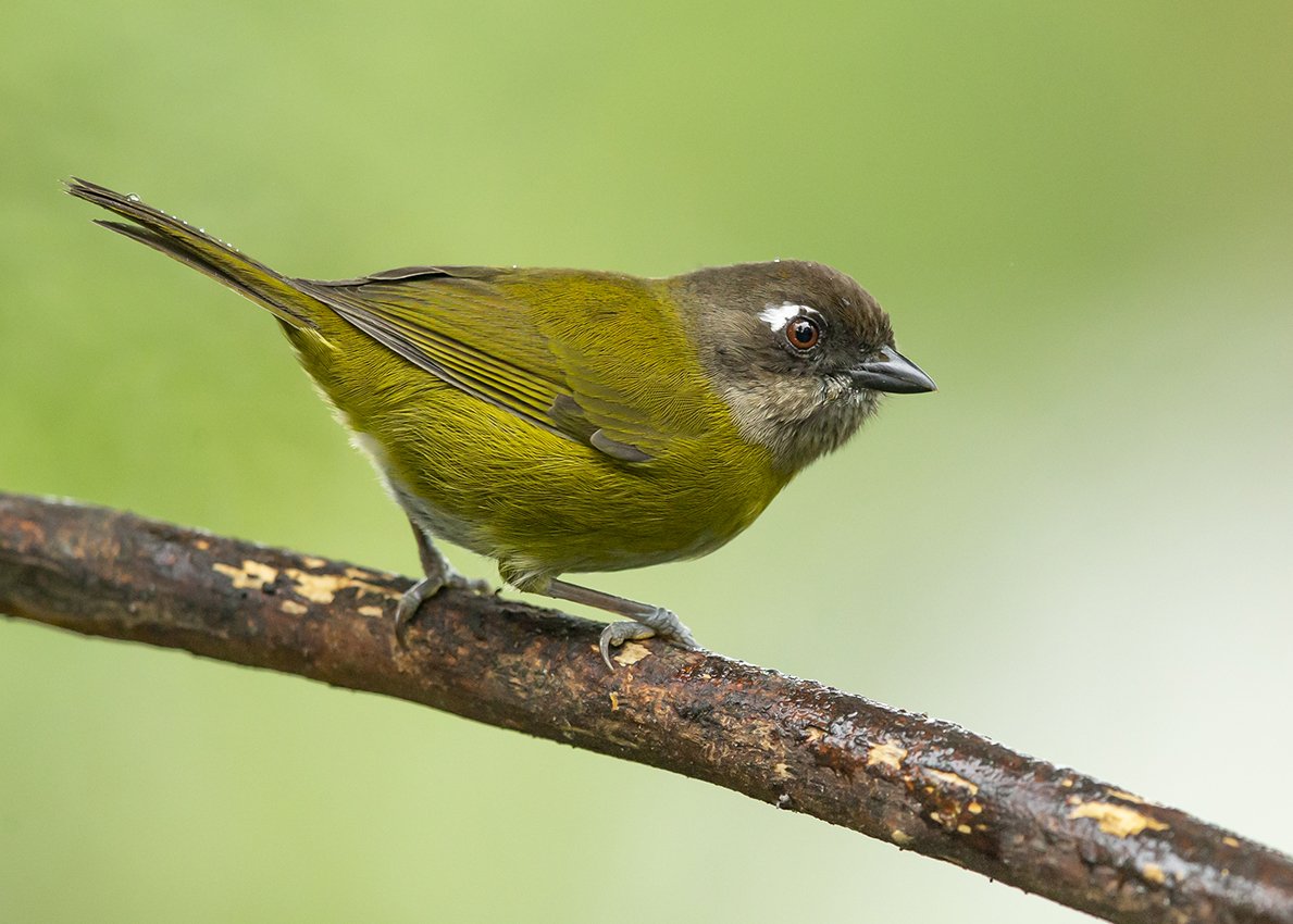 COMMON CHLOROSPHINGUS