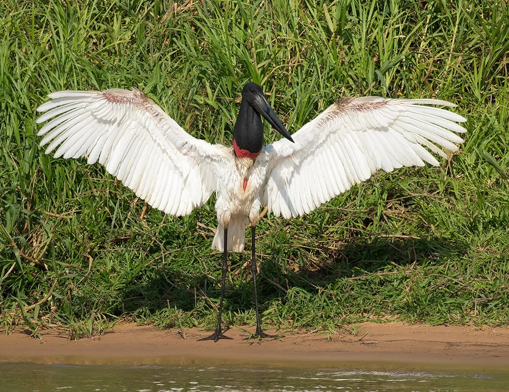JABIRU_11.jpg