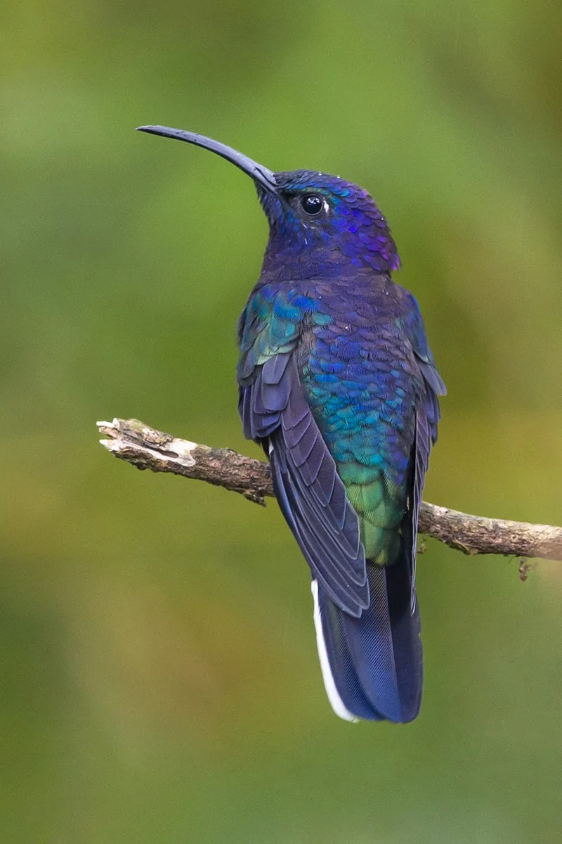 VIOLET_SABREWING_01.jpg