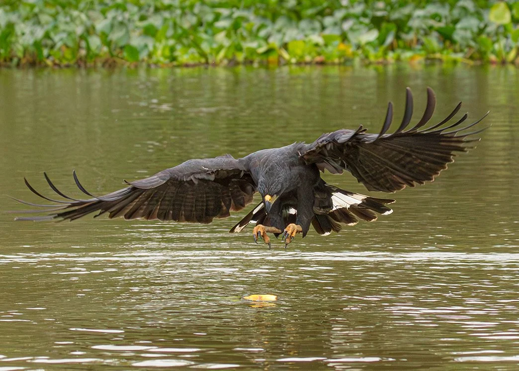 GREAT BLACK HAWK