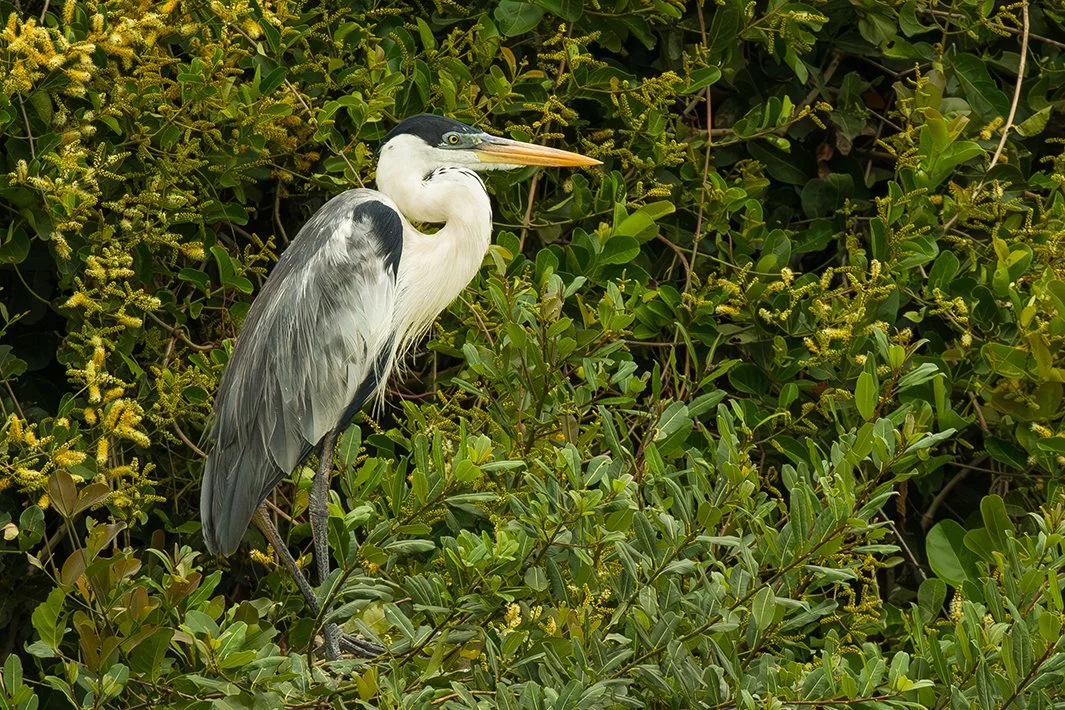 COCOI HERON
