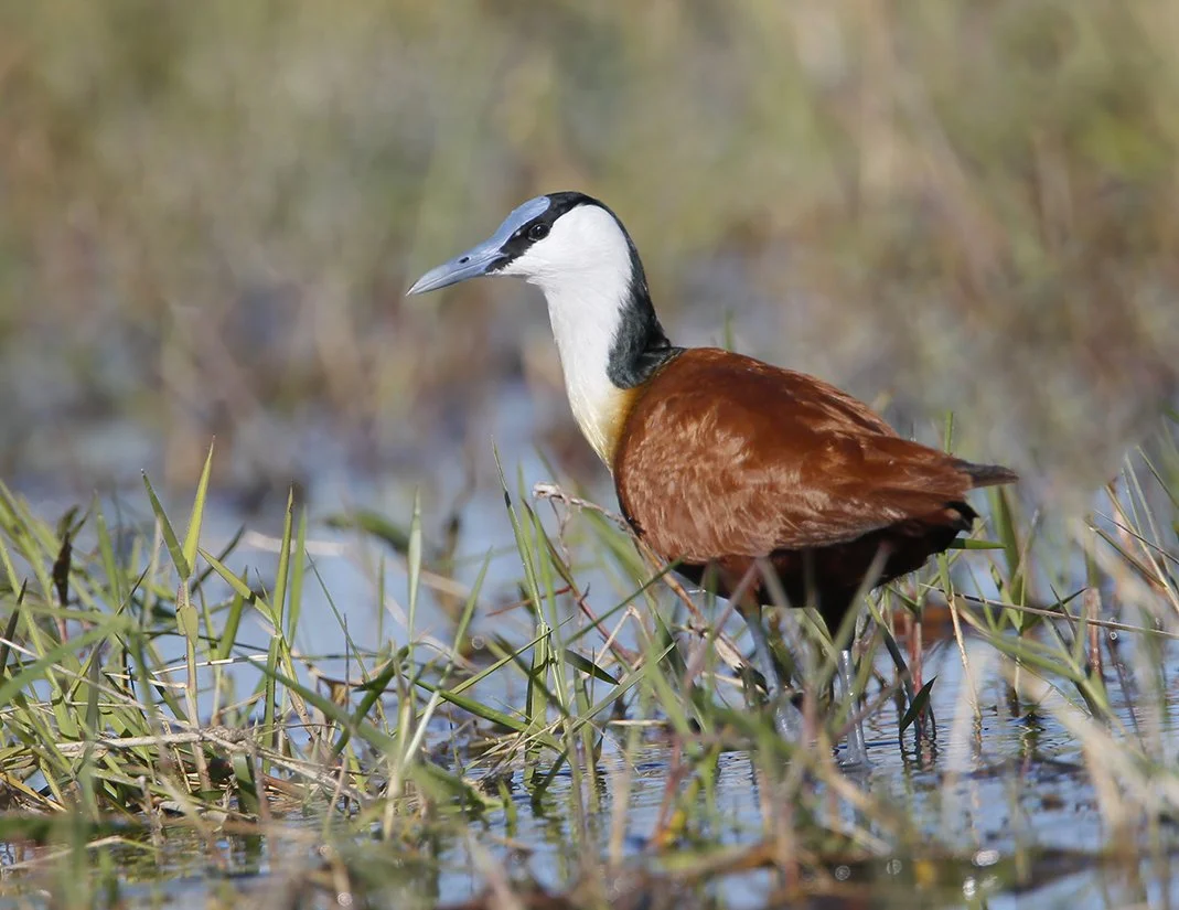 AFRICAN_JACANA_03.jpg