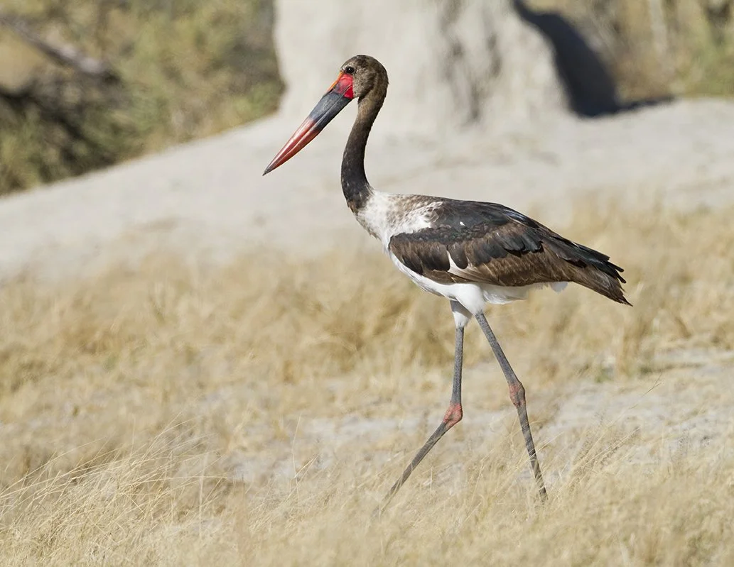 SADDLE_BILLED_STORK_21.jpg
