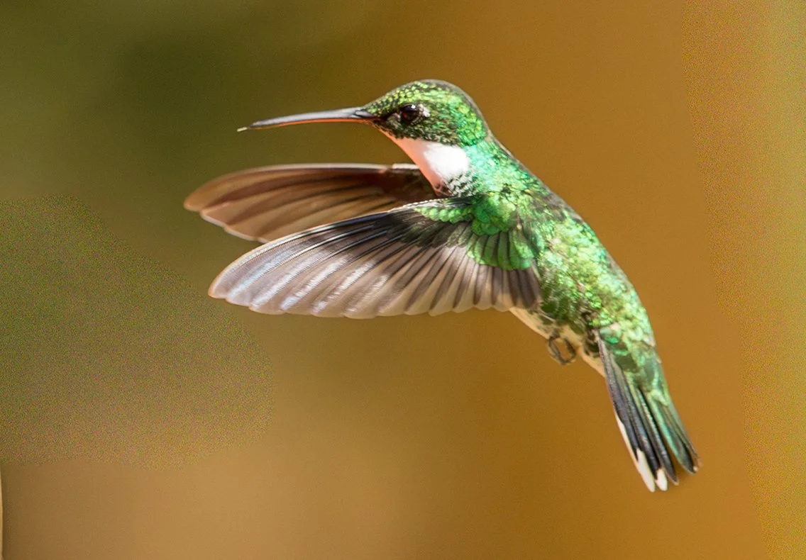 WHITE-THROATED HUMMINGBIRD_05.jpg