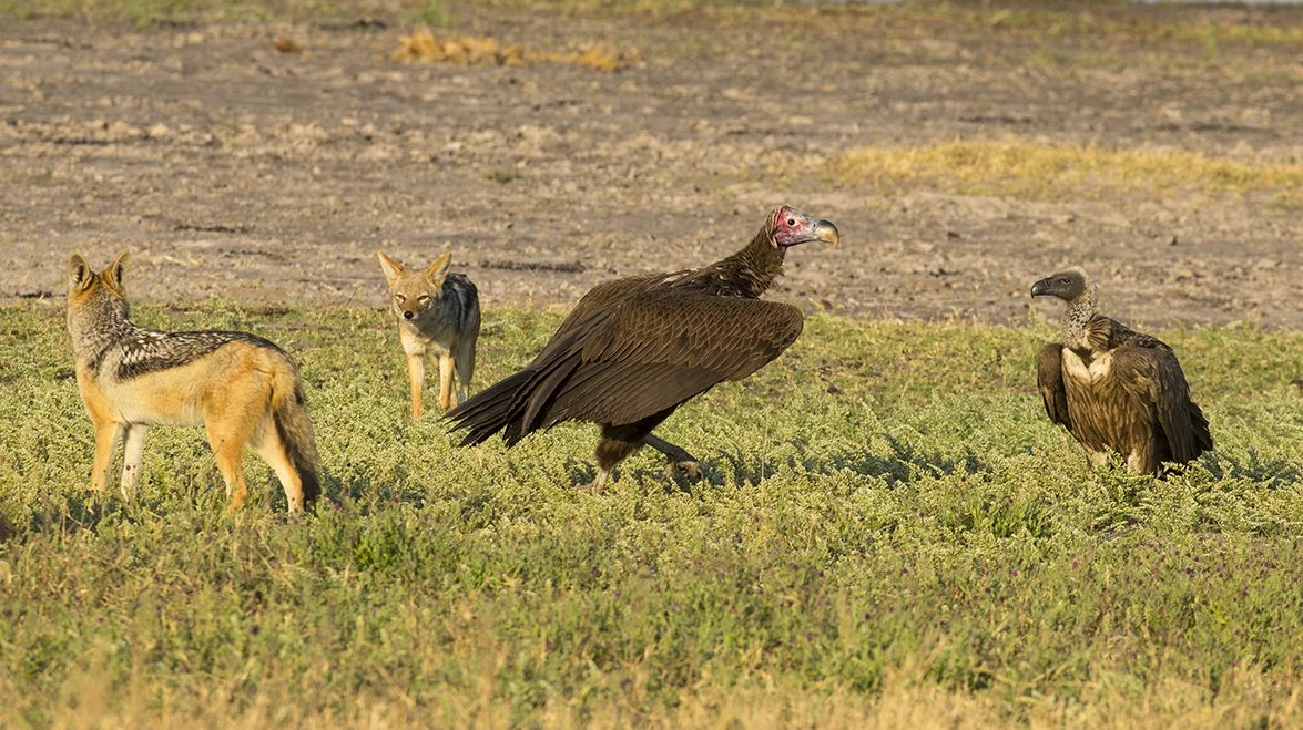 LAPPET_FACED_VULTURE_05.jpg
