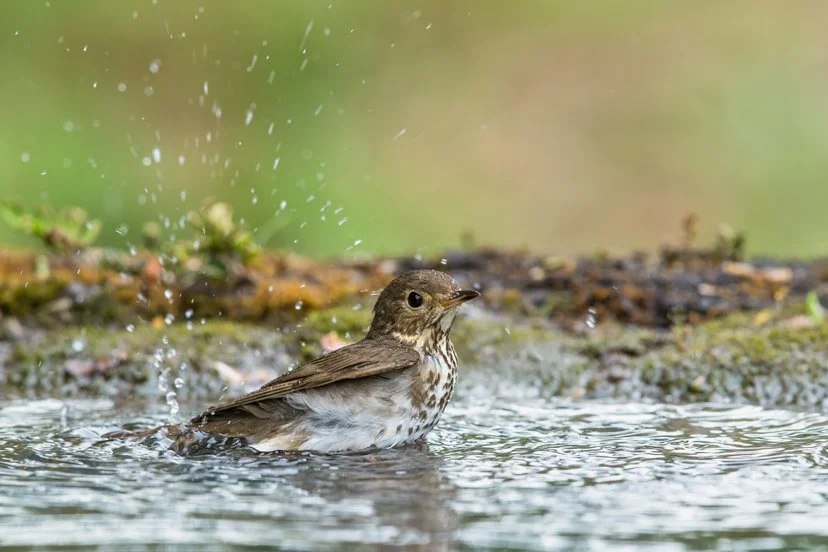 SWAINSON'S THRUSH