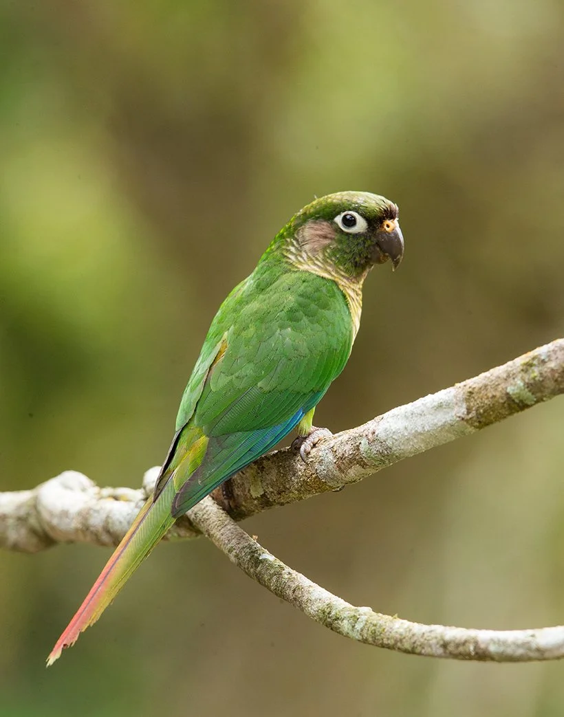 MAROON_BELLIED_PARAKEET_04.jpg