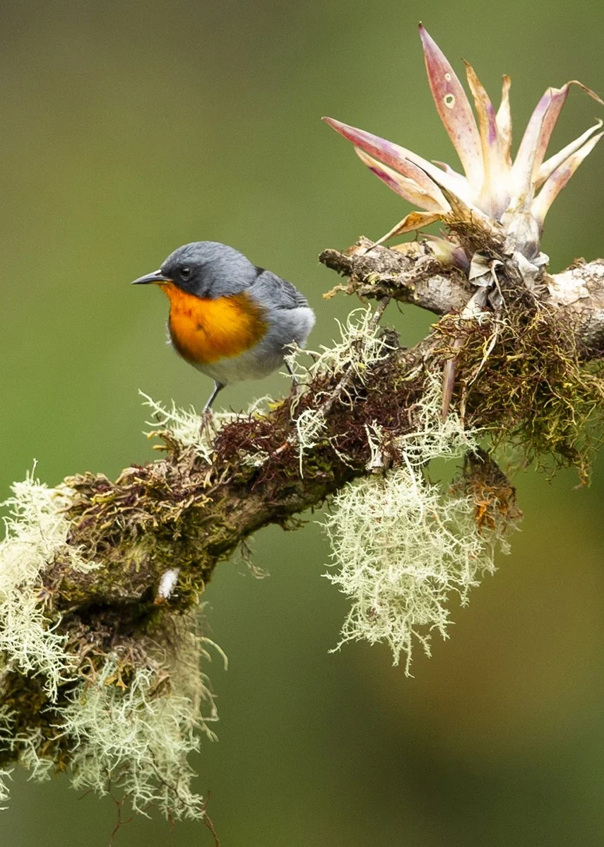 FLAME-THROATED WARBLER