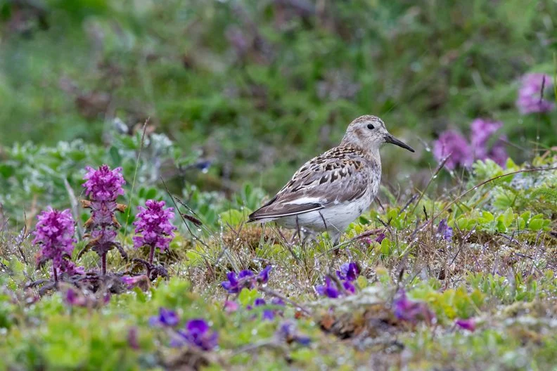 ROCK SANDPIPER