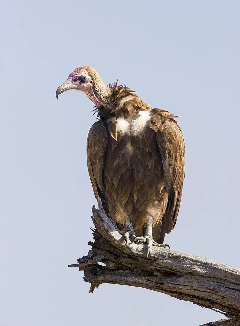 LAPPET_FACED_VULTURE_11.jpg