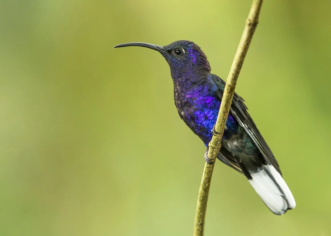 VIOLET_SABREWING_02.jpg