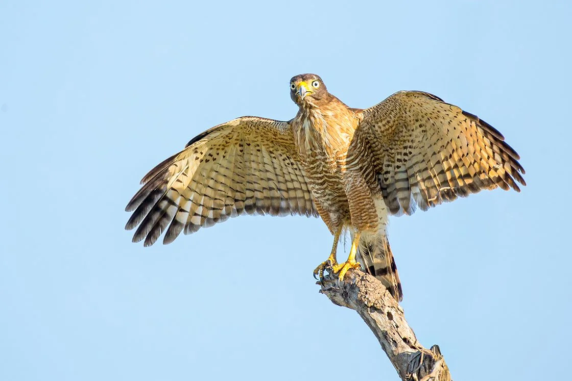ROADSIDE_HAWK_02.jpg