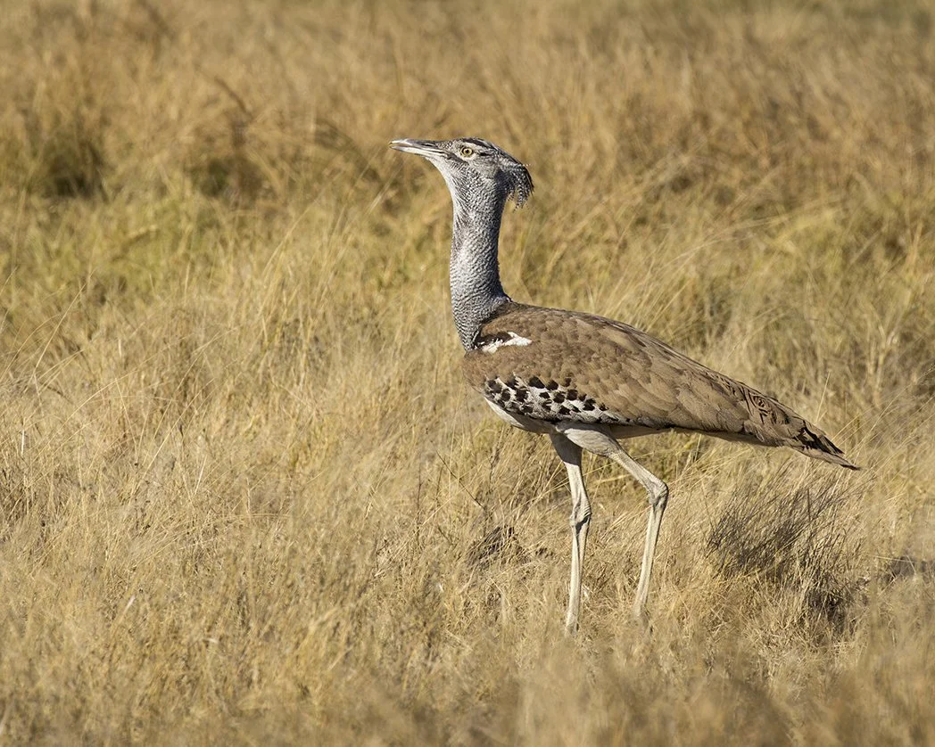 KORI BUSTARD