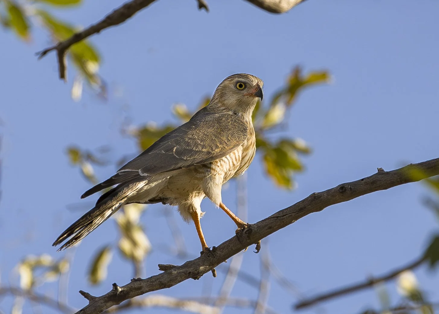 GABAR GOSHAWK